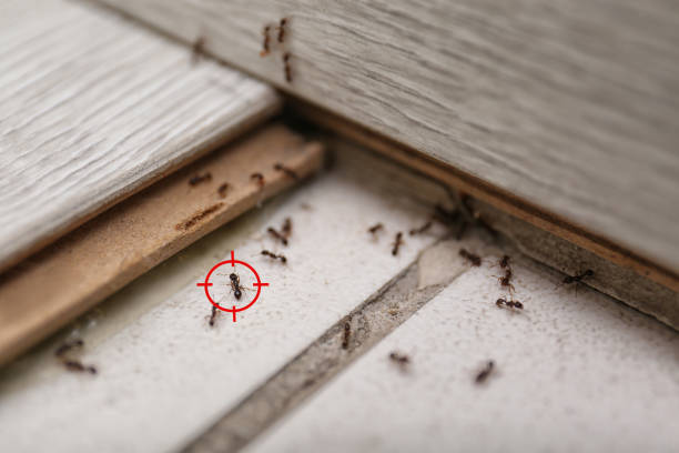 Best Pest Prevention Services  in Chester, NY