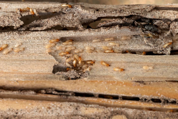 Best Emergency Pest Control  in Chester, NY