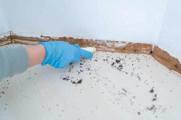 Reliable Chester, NY Pest Control Solutions